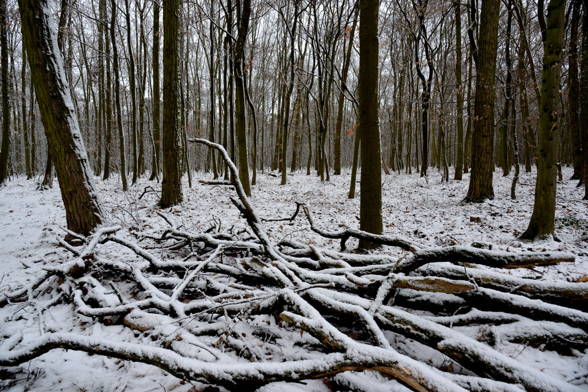 im wald 1200