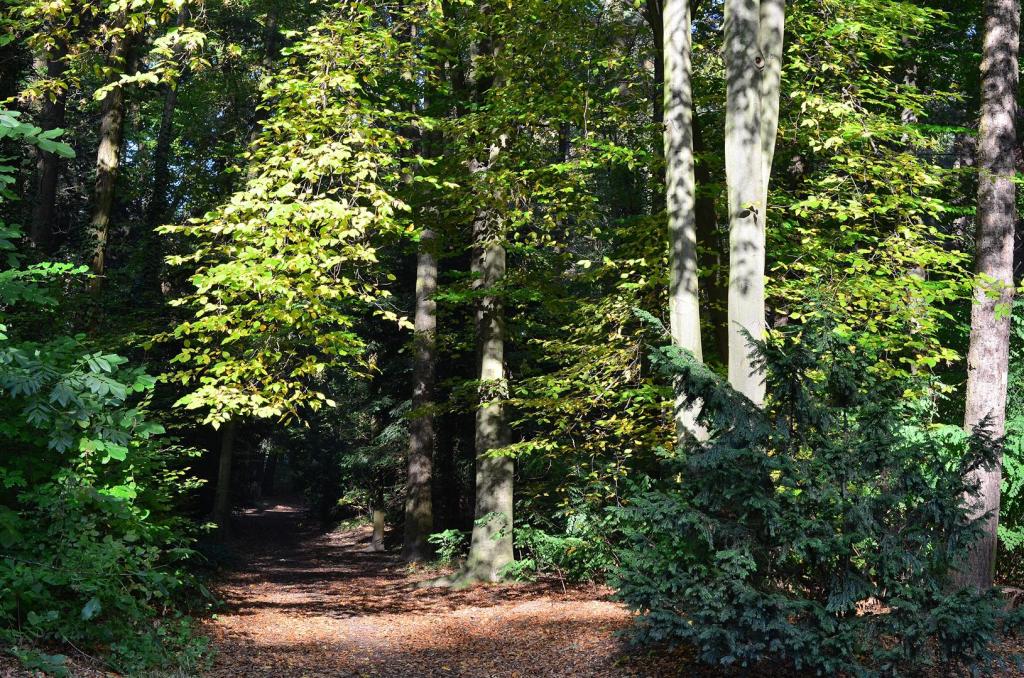 Im Wald 2