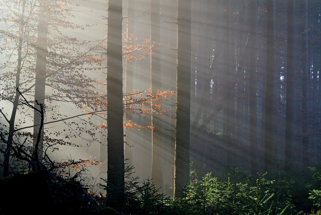Im Wald