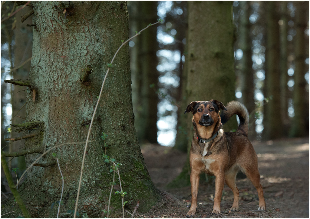 im Wald
