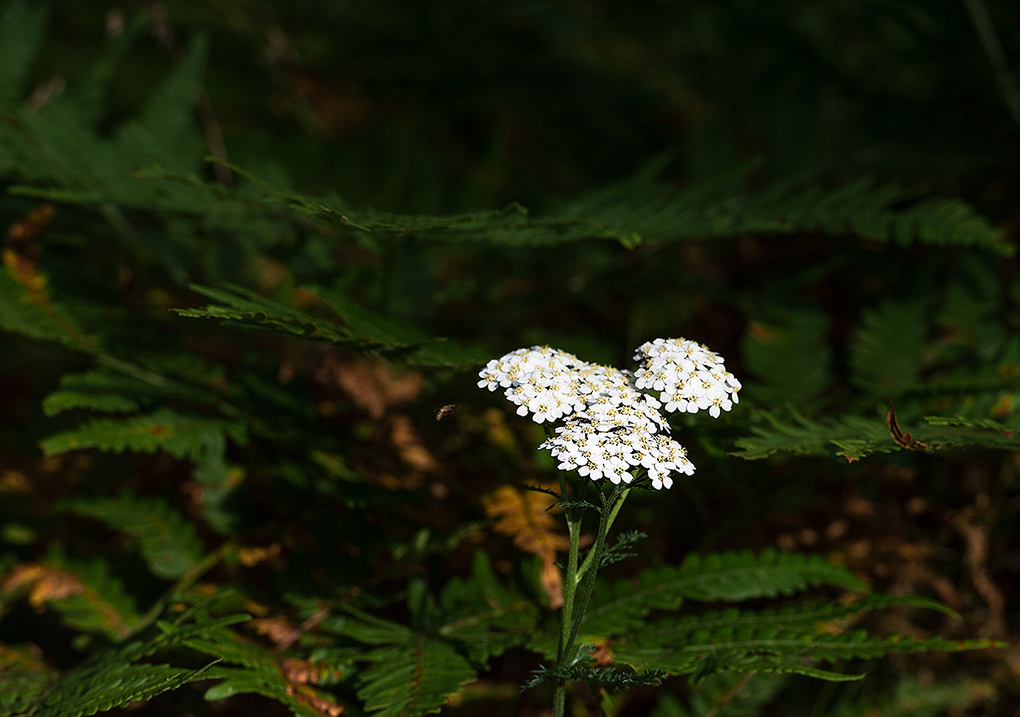 im wald