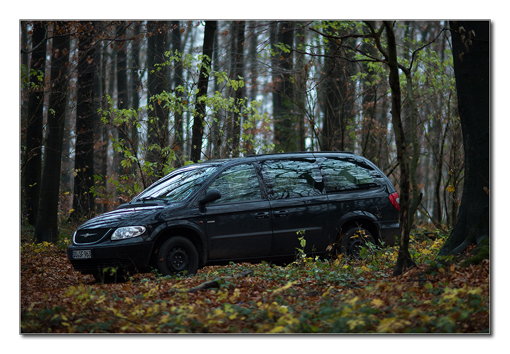 im wald