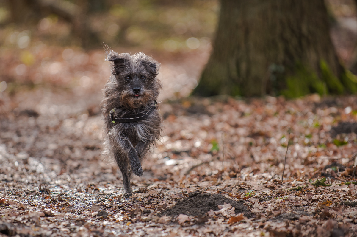 Im Wald