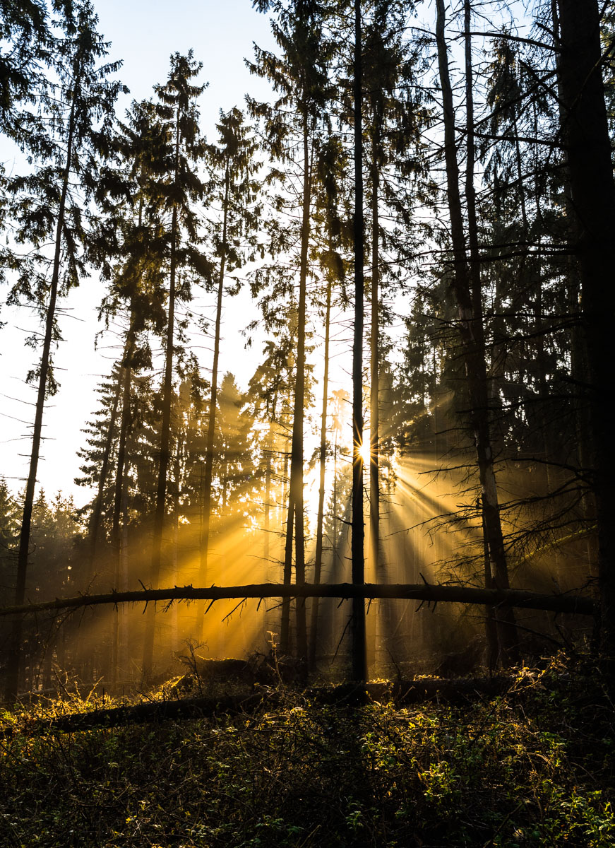 Im Wald