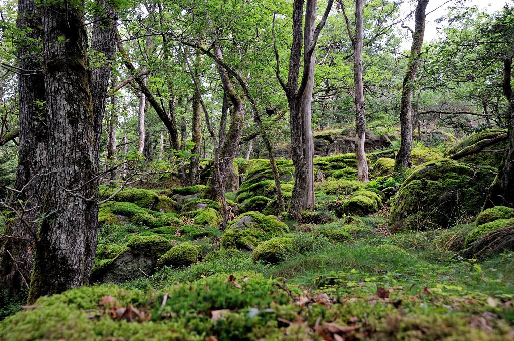 im Wald
