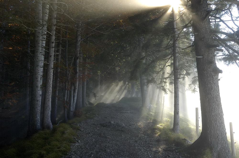 Im Wald