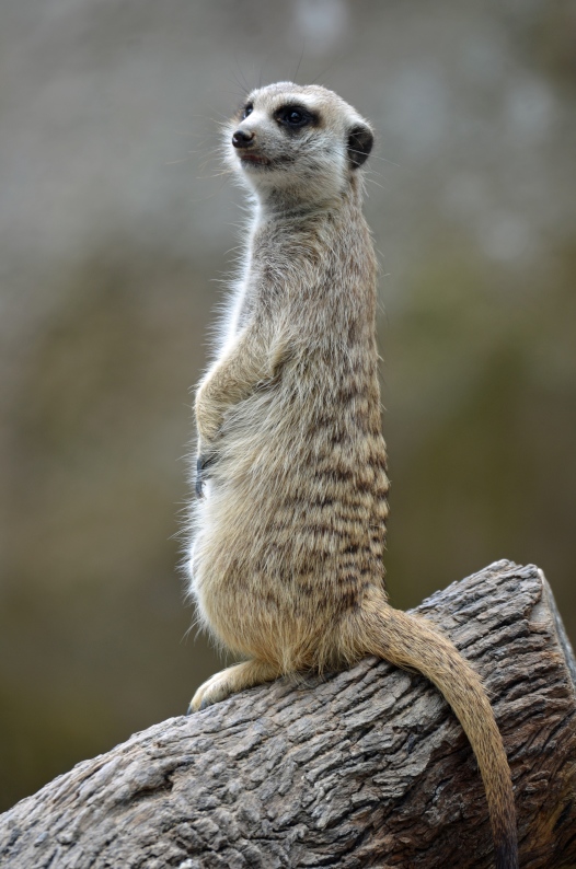 Im Zoo mit dem AF-S 80-400