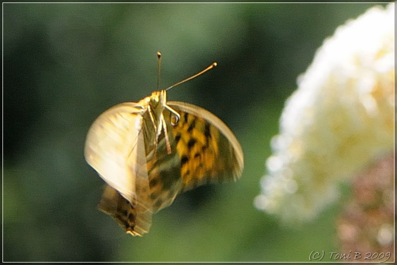 Image00006
