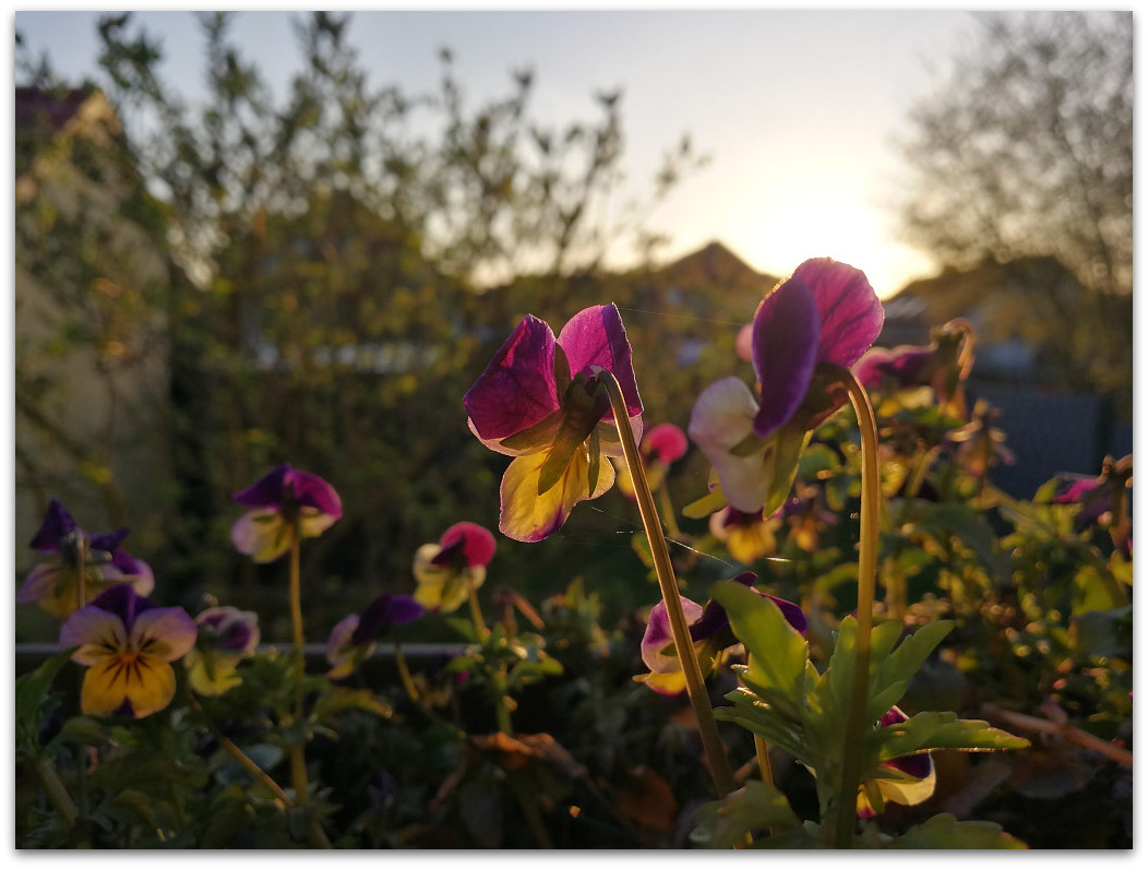 IMG 20180411 193832
Huawei P10