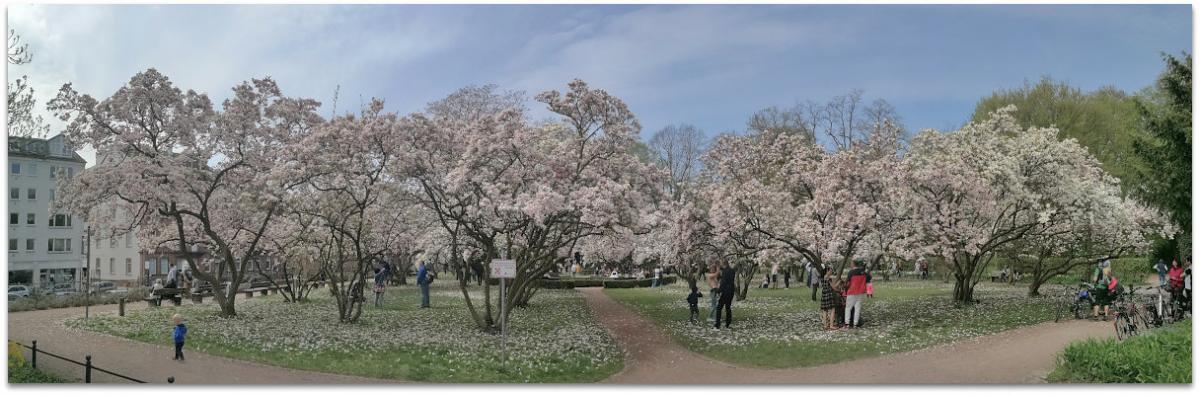 IMG 20180415 125012
Huawei P10 Panorama
