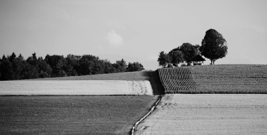 img12 crop bw