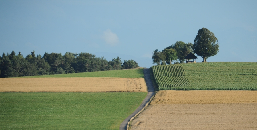 img12 crop