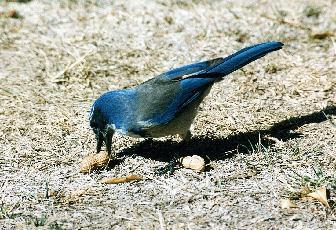 img288.jpg
