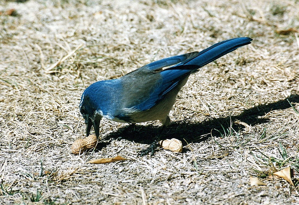 img288.jpg