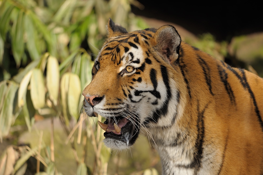 immer auf dem Sprung
Tiger
TG Nürnberg