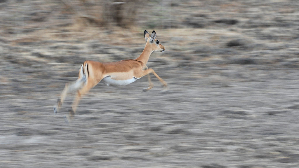 Impala im Sprung
6374