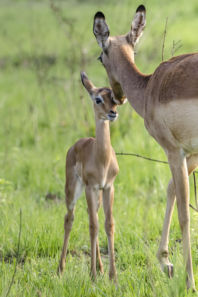 Impala mit Jungtier (Mlilwane Wildlife Sanctuary, Swaziland)