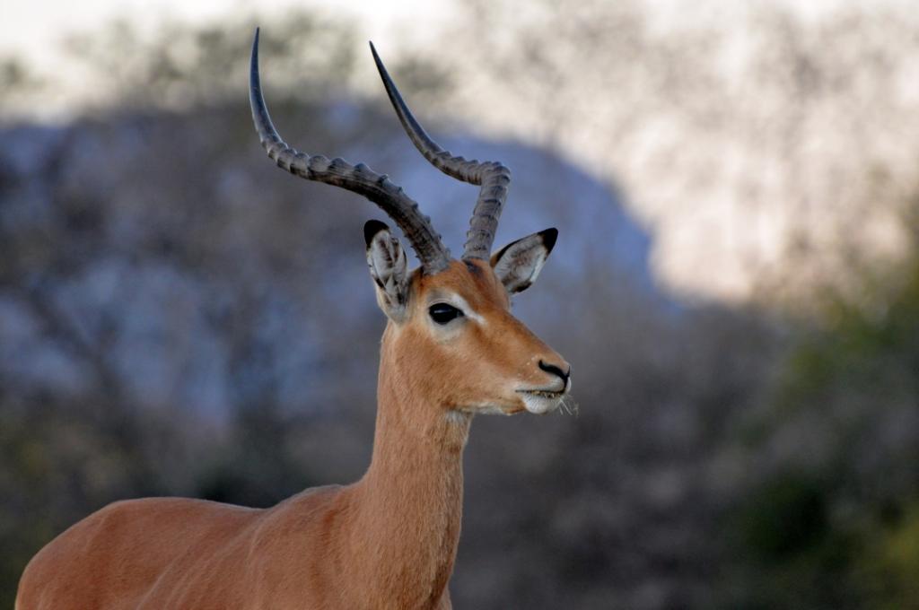 Impala