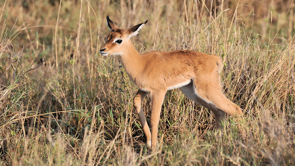 Impalababy.
Nennen wir es Bambi :-)
2281