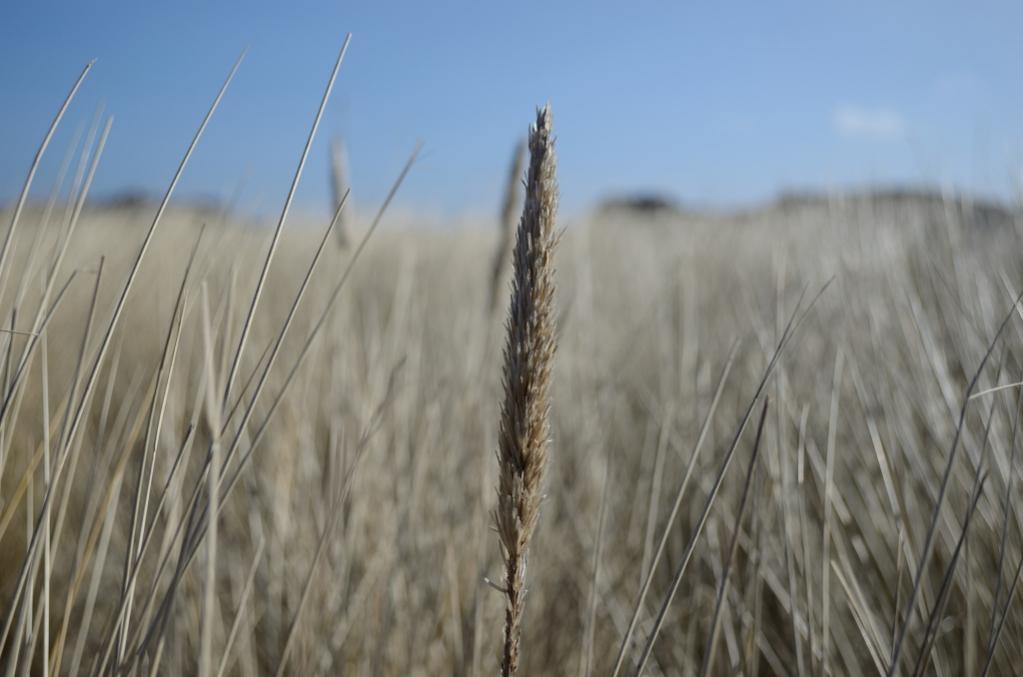 In den Dünen