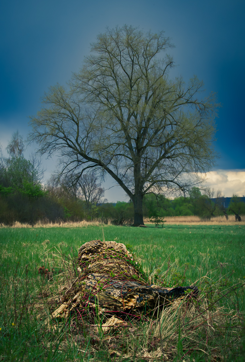 In den Rheinauen bei Ingelheim
