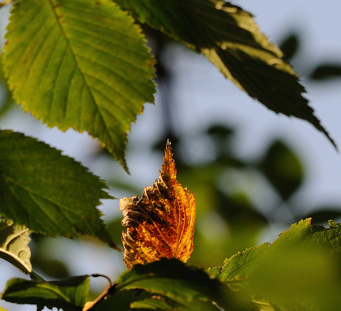 in der Abendsonne