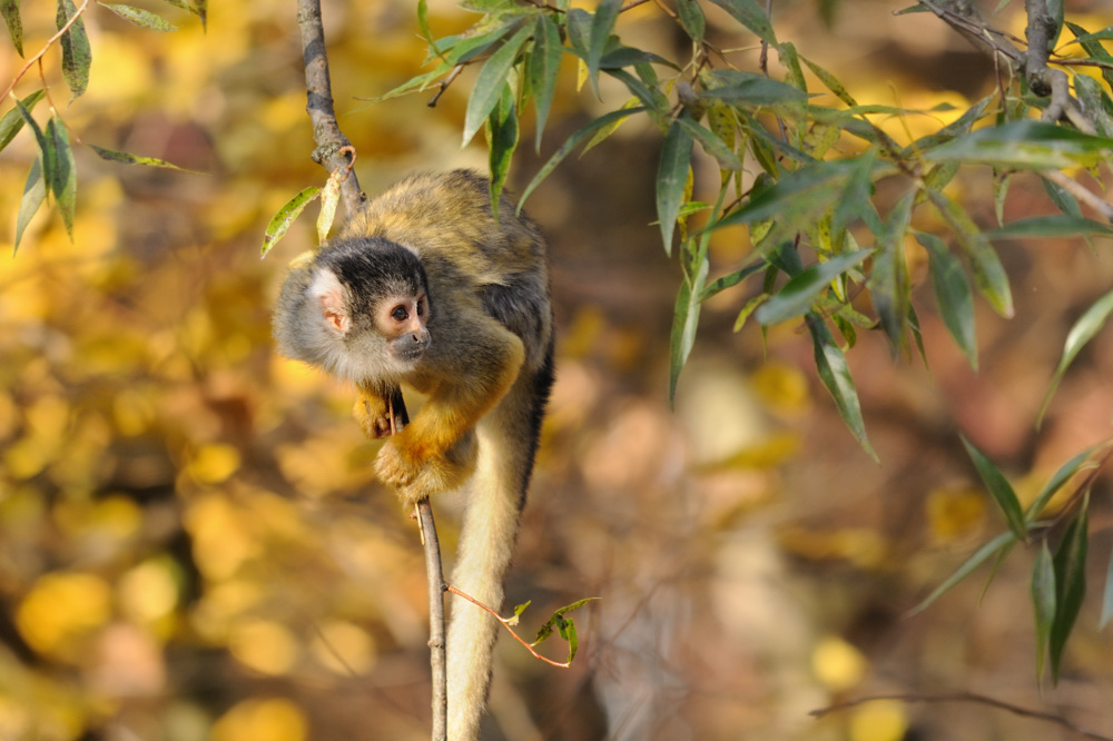 In der Herbstsonne
Totenkopfaffe
Tiergarten Nürnberg