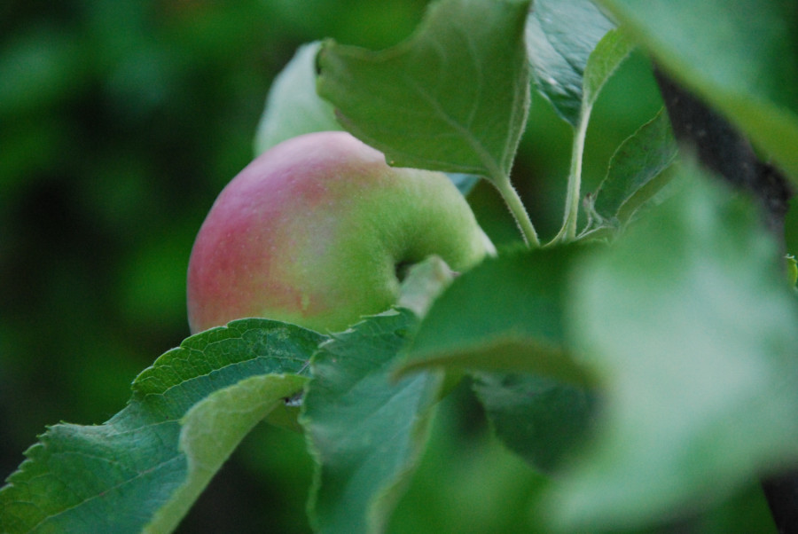 In einem kleinen Apfel 2