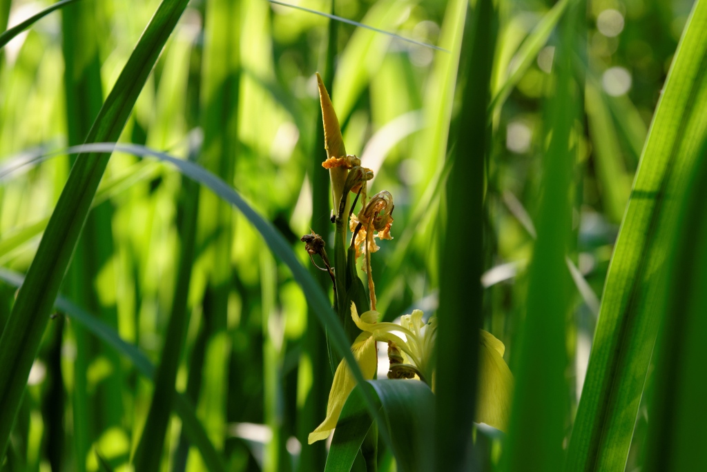 in my garden 01
