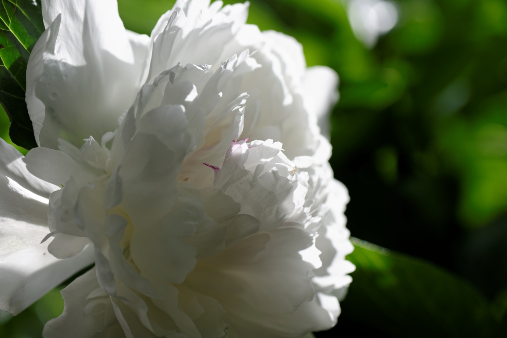 in my garden 02