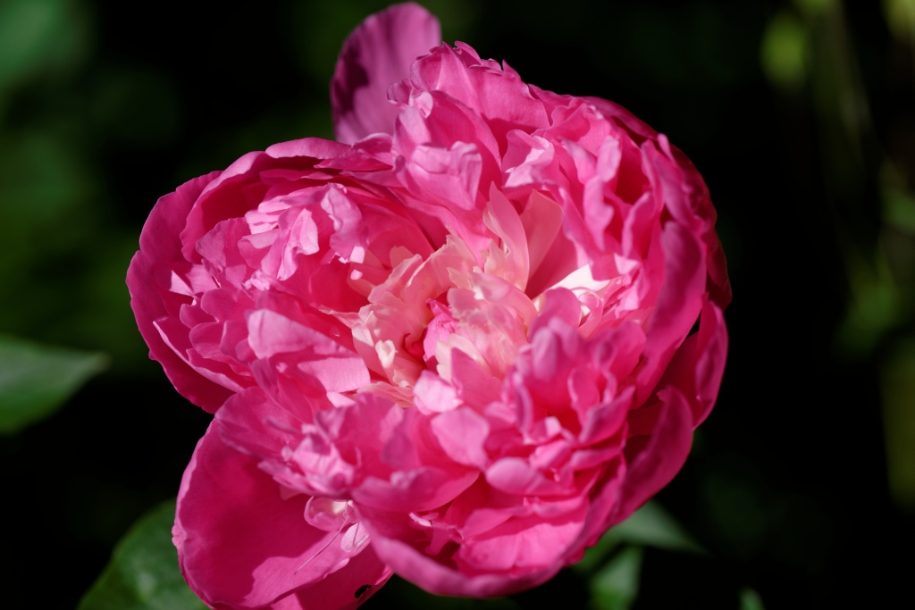 in my garden 03