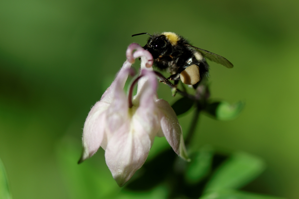 in my garden 04
