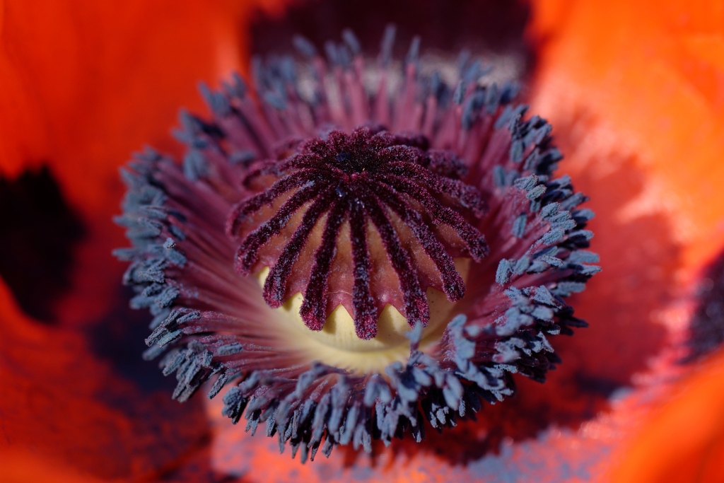 in my garden 05