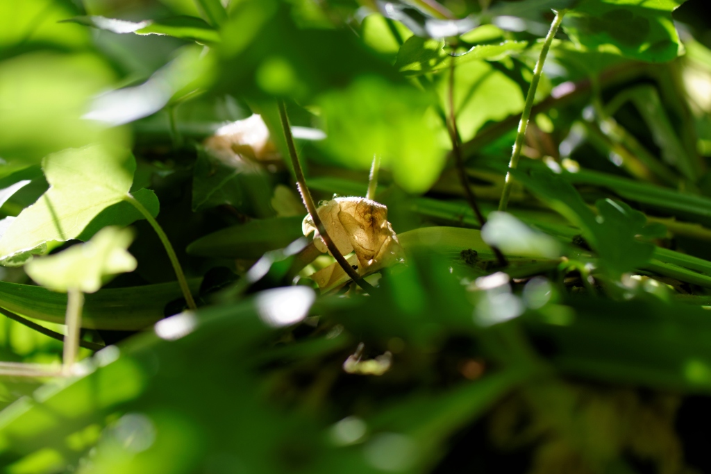 in my garden 08
