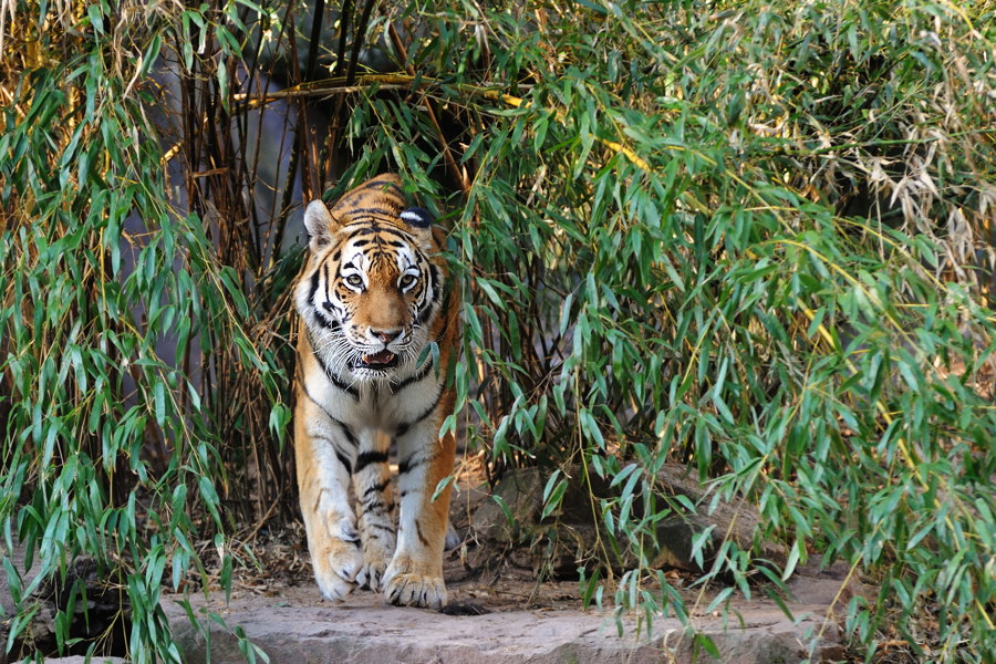 in seinem Dschungel
Tiger Tiergarten Nürnberg