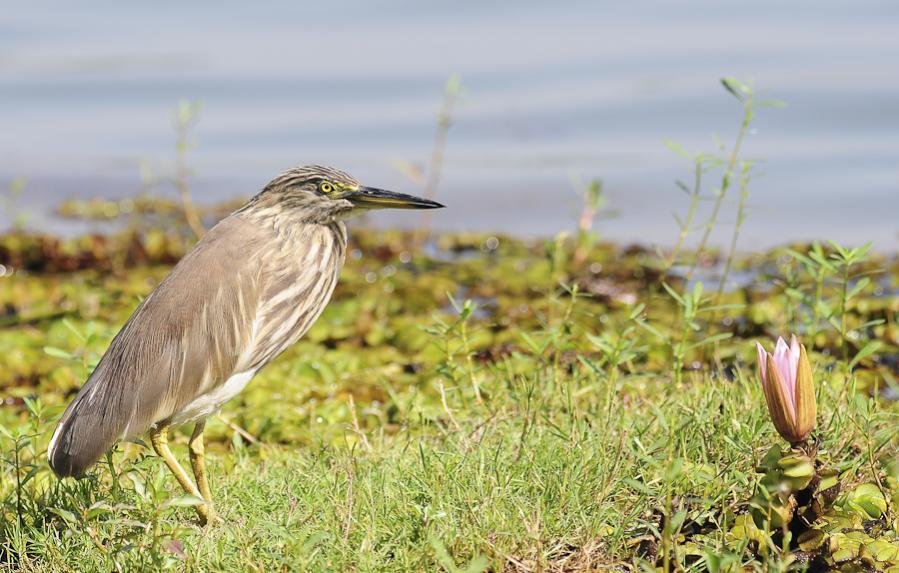 Indian Pond Heron