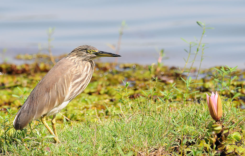 Indian Pond Heron