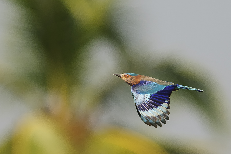 Indian Roller Blauracke