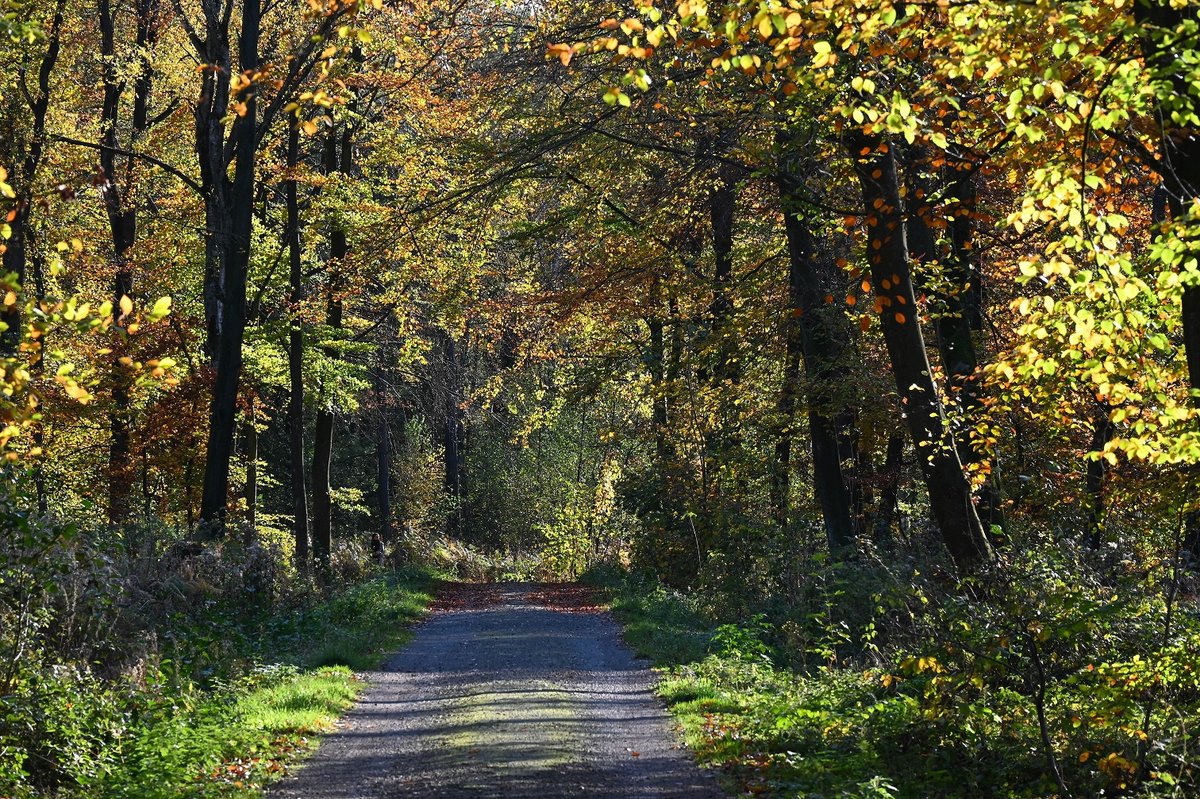 Indian Summer in NRW.jpg