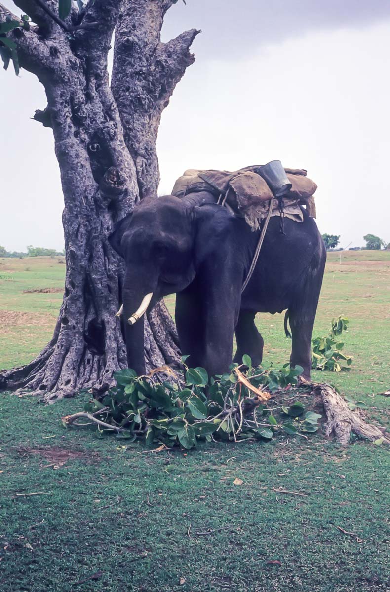 Indien1976-235.jpg