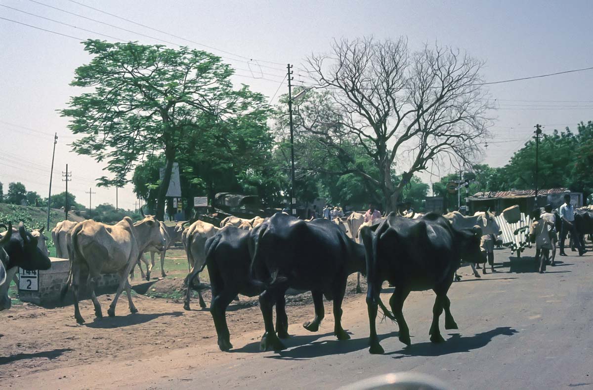 Indien1976-236.jpg
