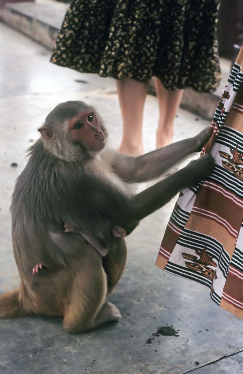 Indien1976-251.jpg