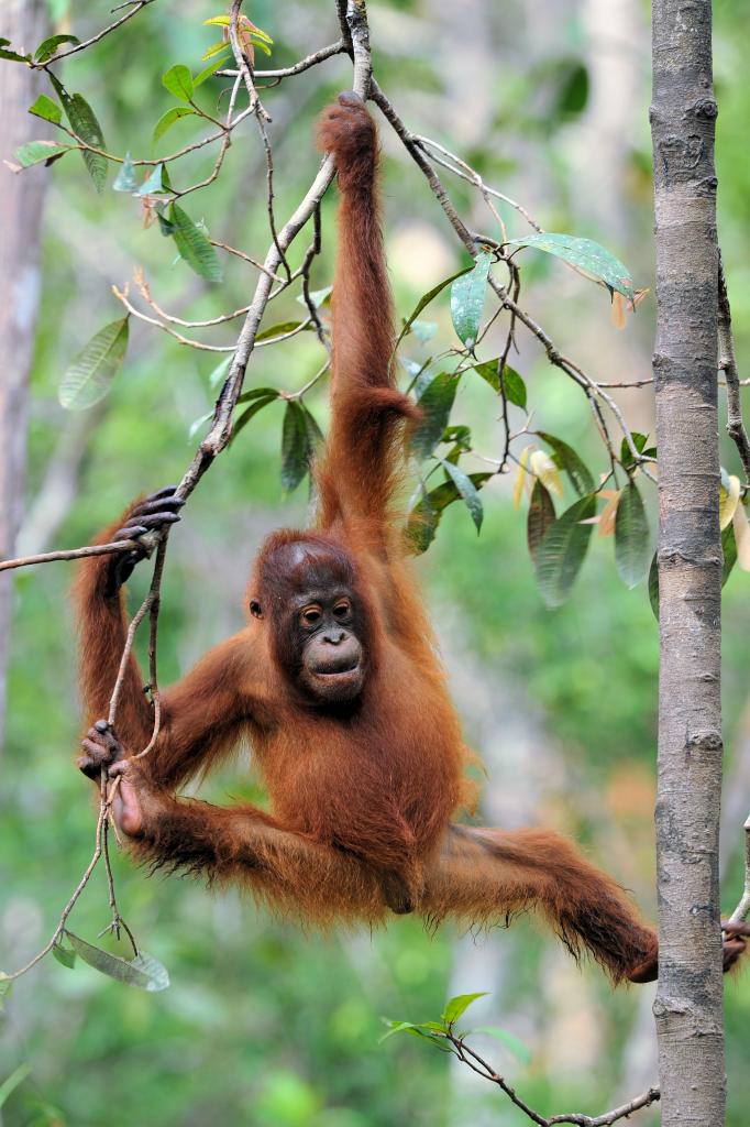 indonesia 20110614 13761