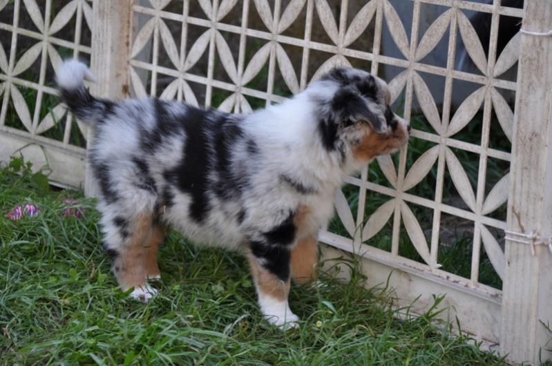 Indy_1
