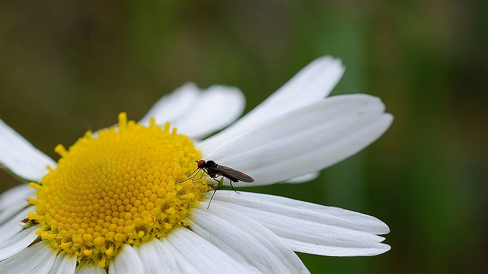 Insekt auf Margerite