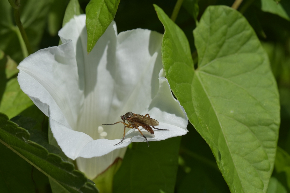 Insekt auf weisser Blume a