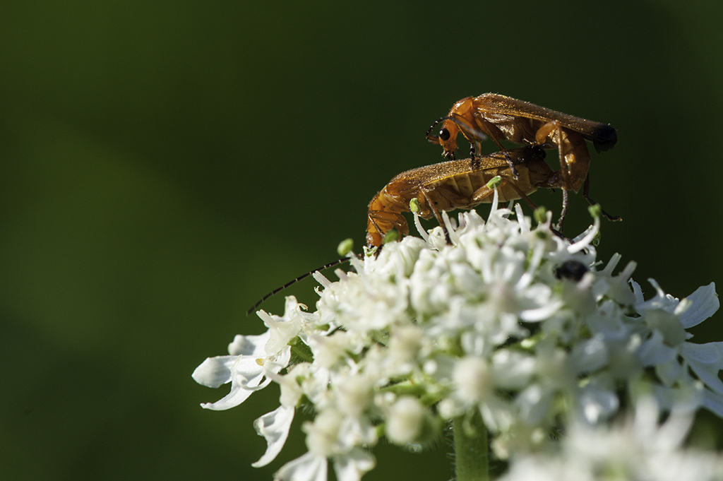 insekten 01