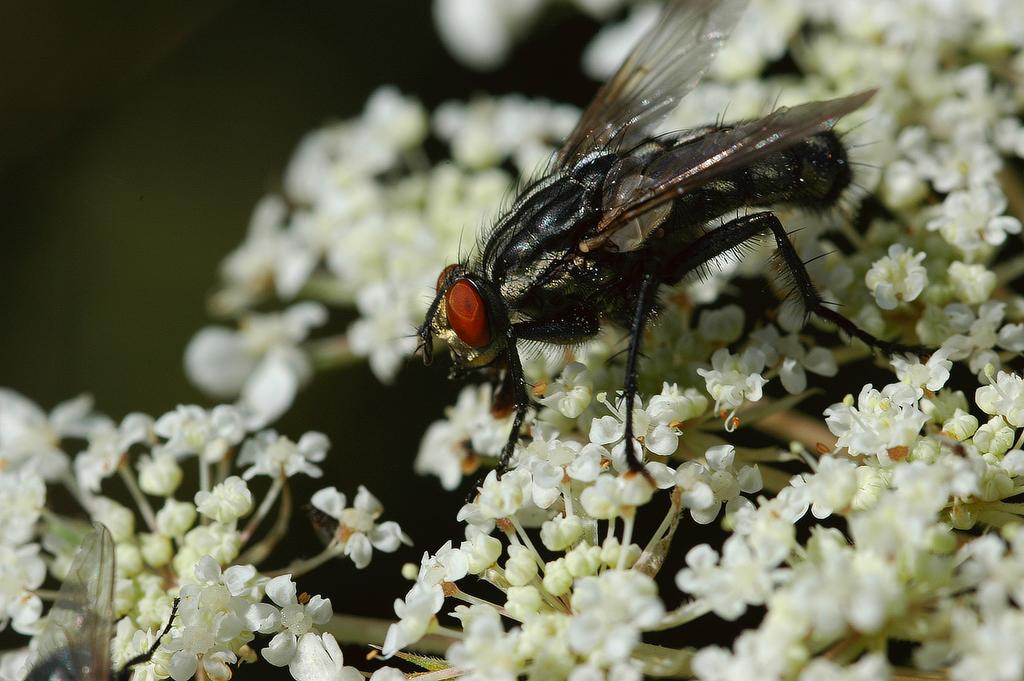 insekten 01