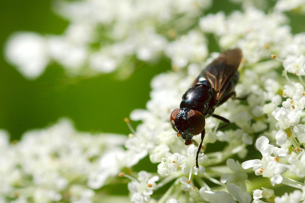 insekten 02