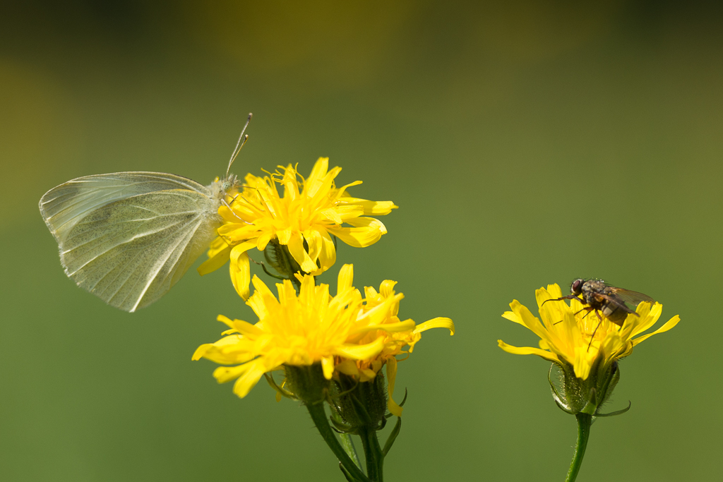 Insekten phe1411 NX 1